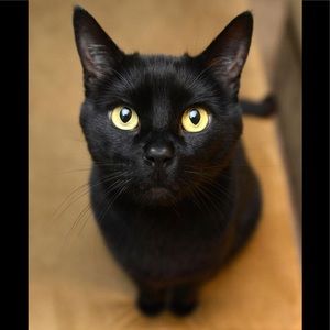 🐾🐾Bundle?  Offers?